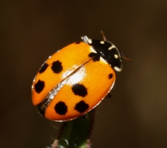 Hippodamia variegata