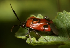 Deraeocoris punctum