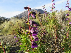 Penstemon gentianoides