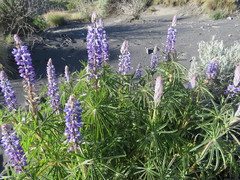 Lupinus aschenbornii