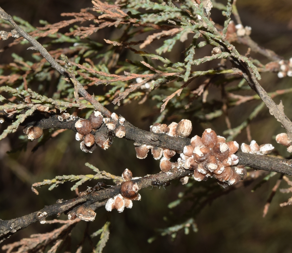 Manna Scale-insect