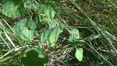Aristolochia pallida