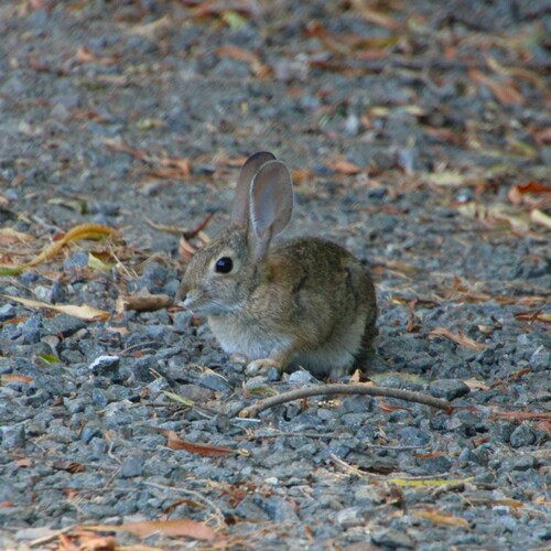 iNaturalist observation photo of Desert Cottontail