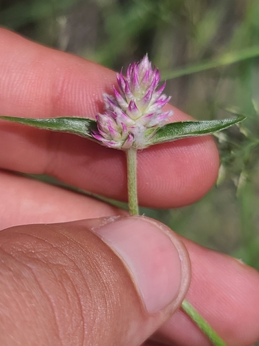 Image of Sonoran Globe Amaranth (Gomphrena sonorae) by no rights reserved