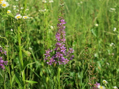 Lythrum virgatum