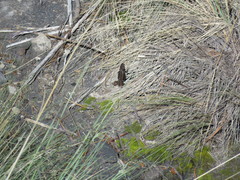 Sceloporus bicanthalis