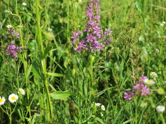 Lythrum virgatum