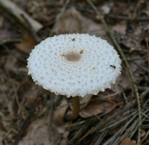 Leucocoprinus nympharum