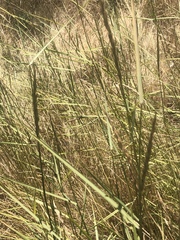 Agrostis exarata