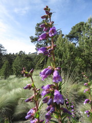 Penstemon gentianoides