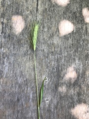 Hordeum jubatum