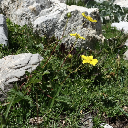 Image of Potentilla grandiflora by (c) Wolfgang Jauch, some rights reserved (CC BY)