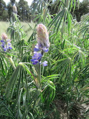 Lupinus aschenbornii