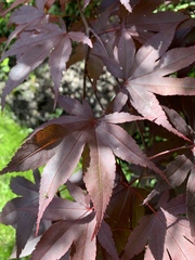 Acer palmatum