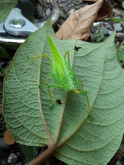 Copiphora cultricornis