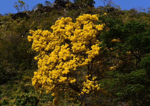 Handroanthus speciosus (DC. ex Mart.) M.Nascim.