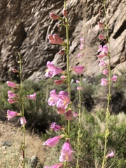 Penstemon rubicundus