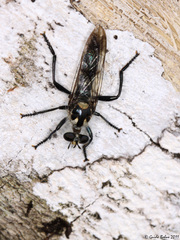 Laphriinae