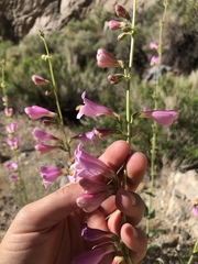 Penstemon rubicundus