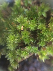 Bryum canariense