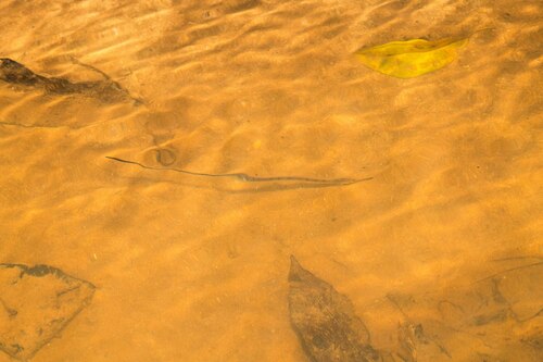 Mousetail knifefish (Gymnorhamphichthys rondoni) — Rhamphichthyidae — 5