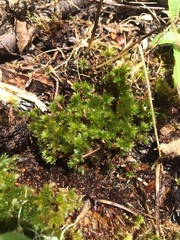 Bryum canariense