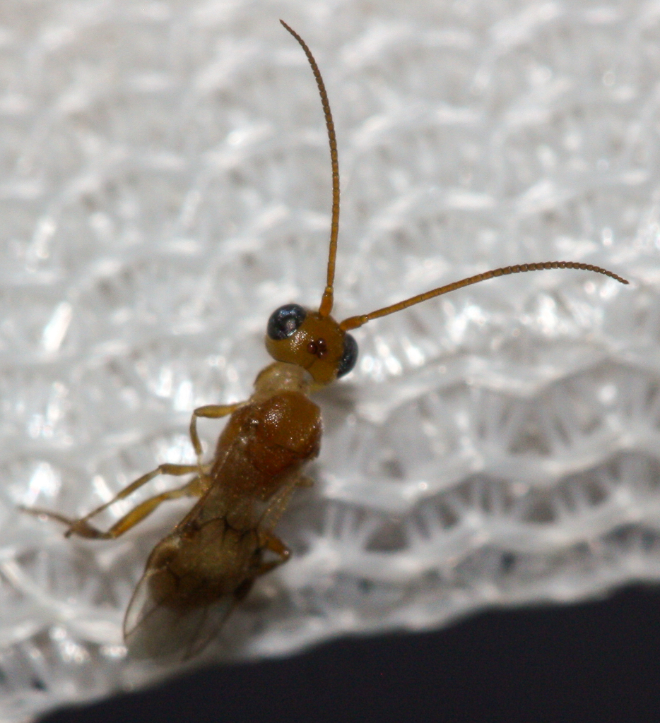 Pseudophanerotoma thapsina