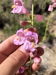 Penstemon rubicundus