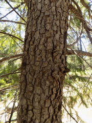 Juniperus deppeana deppeana