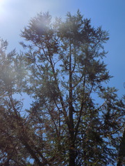 Juniperus deppeana deppeana