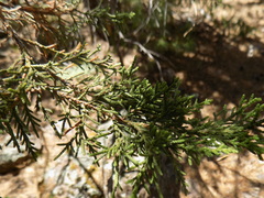 Juniperus deppeana deppeana