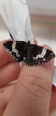Rheumaptera hastata
