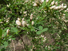 Genista patens