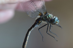 Cordulia shurtleffii