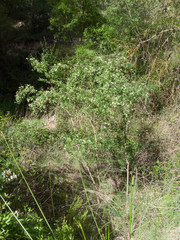 Genista patens