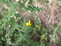 Genista patens