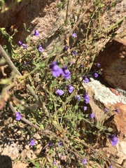 Sairocarpus nuttallianus