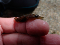 Lepadogaster lepadogaster