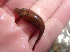 Lepadogaster lepadogaster