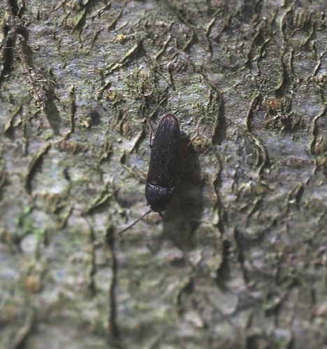 Hylis cariniceps