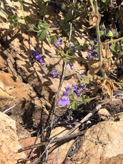 Sairocarpus nuttallianus