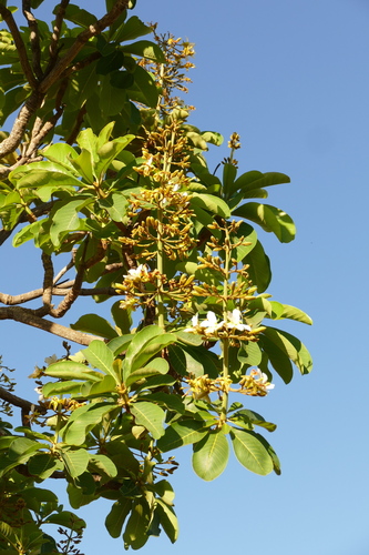 Salvertia convallariodora A.St.-Hil.