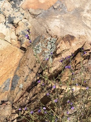 Sairocarpus nuttallianus