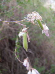 Ononis fruticosa