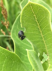 Rhyssomatus lineaticollis