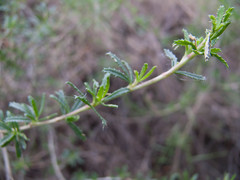 Ononis fruticosa