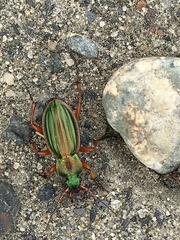 Carabus auratus