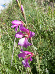 Gladiolus italicus