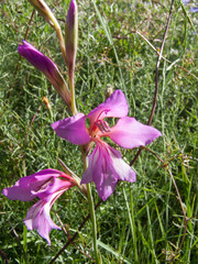 Gladiolus italicus