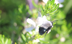 Epiclopus lendlianus